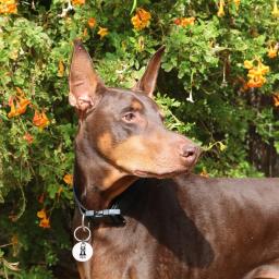 Doberman personalizado Dog Tags Collar, Anti-Lost ID, placa de identificação personalizada, Pet Coleiras, Gravado Livre, Puppy Suprimentos - Image 6