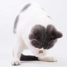 Puro Natural Catnip Pet Toy Suit, creme dental Molar de segurança, ramo de limpeza dos dentes, Silvervine Cat Snacks Sticks, Pet Shop, quente - Image 4