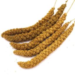 Papagaio De Grão Amarelo Painço Orelha De Trigo, Papagaio De Orelha De Painço De Shell Natural, Divida Hamster Stick, 500g - Image 6
