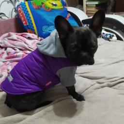Jaqueta para cachorro com capuz, casacos para cães de estimação, de lã quente, à prova d'água, roupas para chihuahua, buldogue francês e pug, outono e inverno - Image 4