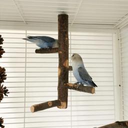 Apple Tree Wood Bird Branch Stand, Poleiros Poleiros, Pet Parakeet, Budgie Pendurado Play Toy, Gaiola De Pássaro, Papagaio Suporte De Mesa De Madeira - Image 6