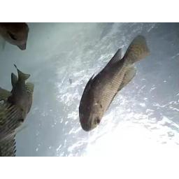 Câmera de pesca subaquática com 8 LED Night Vision, conexão sem fio, IP68 impermeável, Fish Shape, barco, Ice Acessórios Pesca - Image 6