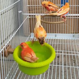 Plastic Bird Bath Stand para Budgies, Banheira Parrot, Pet Shower, Caixa de banho Parrot, Poleiro Acessórios - Image 5