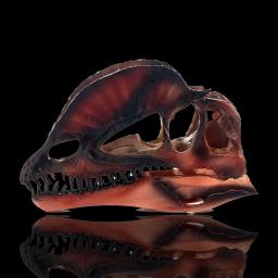 Modelo de dinossauro dilophosaurus resina artesanato cabeça crânio dinossauro fóssil esqueleto animal crânio estátuas artesanato ornamento adereços - Image 1