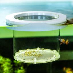 Tanque de peixes suspensos caixa de isolamento de reprodução transparente acrílico aquário incubadora multifuncional sala desova suprimentos de peixes - Image 2