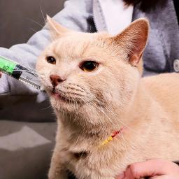 Alimentador descartável de seringa, Fácil de usar, Alimentador de água para gatos, Seringa de alimentação de leite, - Image 3