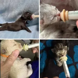 Pet Mamilo de Alimentação para Gatinho e Cachorro Gato Recém-nascido Silicone Alimentando Chupeta com Seringas para Mini Pet Small Dog Milk Feeding - Image 6