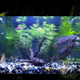 Pedra natural do cascalho para o aquário, acessórios do aquário, plantas envasadas, areia inferior, decoração Home DIY, paisagem do jardim, 100g, 200g, 500g - Image 4