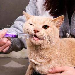 Alimentador descartável de seringa, Fácil de usar, Alimentador de água para gatos, Seringa de alimentação de leite, - Image 2