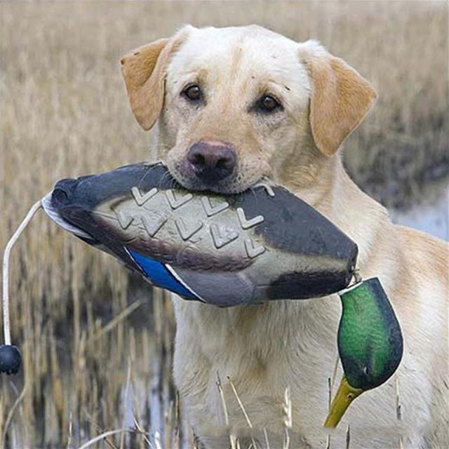 Bumper Toy Mimics Dead Duck para Cães: Treinamento e Diversão em Caça e Recuperação de Aves Aquáticas