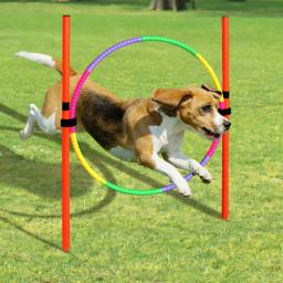 Outdoor Dog Set Obstáculo Formação, equipamento de agilidade, Jumping Set, Formação Acessórios, Curso de Obstáculo, Pet Supplies - Image 5