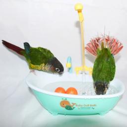 Banheira plástica azul automática para papagaio, periquito bonito, alimentador do pombo, acessórios da bacia do pássaro, material doméstico - Image 2