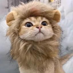 Cute Lion Mane Wig para Animais de Estimação, Cão Pequeno, Gatos, Traje, Boné, Chapéu, Fantasia, Cosplay, Brinquedo, Pet Acessório - Image 2