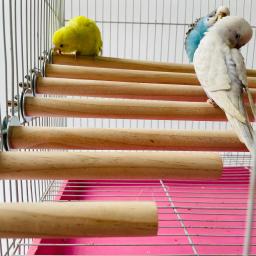 Stand Rack para papagaio, vara de madeira crua, suporte pendurado, brinquedo Sticksstand, ramo de periquito poleiros, Bird Cage Bar, Pet Supplies - Image 1