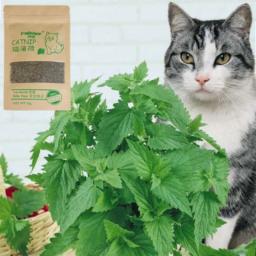 100% natural premium catnip gado grama, não-tóxico, hortelã sabor, suprimentos para manter a saúde do animal de estimação, acessórios de brinquedo - Image 6