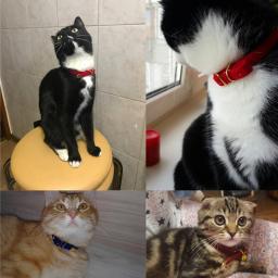 Coleira ajustável com coleiras de segurança, Coleira Pet Monocromática para Cachorro e Cães Pequenos, Collarhu Produtos para Gatinhos - Image 4