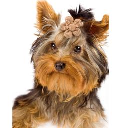 Spring Bows para cachorro e gato, Flower Bowknot Rubber Bands para cães, Fashion Dog Hair Accessories, Dog Grooming Accessories, 10Pcs - Image 4