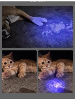 UV lâmpada de madeira veterinária, Pet fungo detecção, lanterna impermeável, pele luz ultravioleta, gato musgo tinea, espelho preto, 365 - Image 6