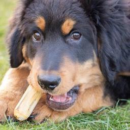 Bastão de mordida de madeira interativo para cachorro, Brinquedos de dentição para cachorro, Mastigar brinquedos para entretenimento, Suprimentos calmantes duros - Image 3