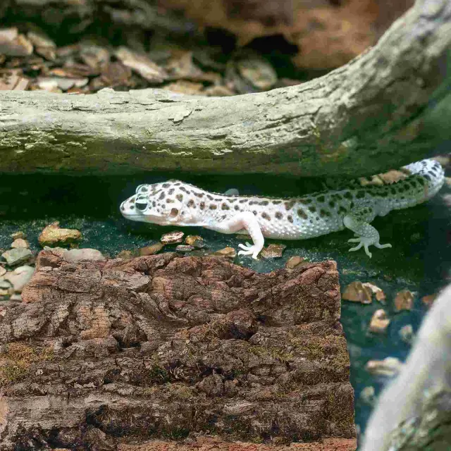 Terrário para Répteis com Plataforma de Escalada e Acessórios para Lagartixas e Peixes - 2 Peças