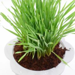 5 peças Substrato de tartaruga Tijolo natural Coir Discos Réptil Aquário Ornamentos Terra de jardinagem para caixa de de - Image 5