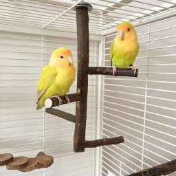 Apple Tree Wood Bird Branch Stand, Poleiros Poleiros, Pet Parakeet, Budgie Pendurado Play Toy, Gaiola De Pássaro, Papagaio Suporte De Mesa De Madeira - Image 2