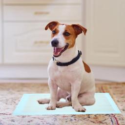 Super absorvente e impermeável cão filhote de cachorro esteiras de treinamento para animais de estimação 100 peças suprimentos almofadas de xixi para cães urina profissional gato - Image 6