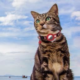 Animal de estimação localizador colar inteligente com gps tamanho ajustável localizador collar para gato impermeável ao ar livre pet tracker pet suprimentos - Image 2