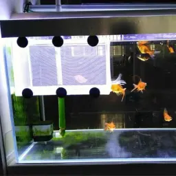 Aquário Isolamento Box, Fish Incubatório Net, Fish Breeding, Isolamento Ventosa, Acessório Caixa Fixa, Peixe Cuidados Suprimentos - Image 2