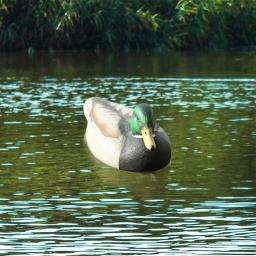 Decoy plástico do pato com quilha flutuante ponderada, Pesca e caça - Image 4