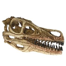 MGT-High Precision Ensino Modelo Dinossauro, Velociraptor Fóssil, Resina Crânio, Estátua Esqueleto - Image 2