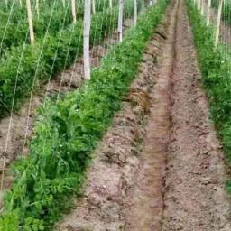 Novo suporte net treliça rede de escalada jardim vegetal suporte malha poliiteno treliça 2mx100m escalada pepino - Image 3