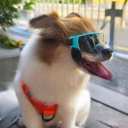 Óculos de proteção para cães pequenos com proteção UV, Doggy Sunglasses, Windproof Sun Soft Frame Pet Glasses, Outdoor Riding and Driving Glasses - Image 2