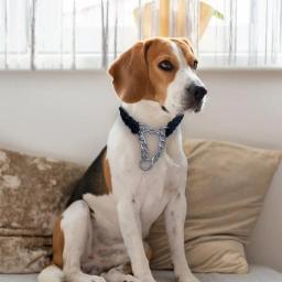 Gargantilha de corda trançada ajustável para animais de estimação, coleira, coleiras para cães pequenos, cachorro, cães médios, casa - Image 3
