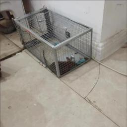 Alta Sensibilidade Grande Mouse Cage, Armadilha De Mouse Material Galvanizado Cercado, Armadilha De Controle De Pragas, Jardinagem Doméstica, 1Pc - Image 6