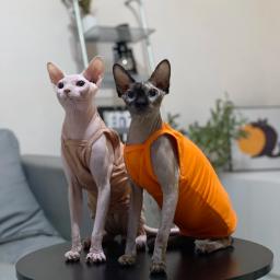 Multicolor Sphynx Pet Clothes para gatos, Roupas de gatinhos de algodão, Camisola de gatos respiráveis, Soft Devon Rex Clothing - Image 2