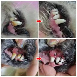 Pet limpeza de dentes para cães e gatos, higiene bucal, remover manchas dentárias, eliminar o mau hálito, amarelo e branco, remove dentes amarelos e brancos - Image 3