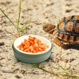 Anfíbios Répteis Alimentador, Pote De Água De Alimentos De Plástico, Pet Tigela De Alimentação, Prato De Rastejador, Sapo De Caranguejo - Image 5
