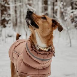Jaqueta para cães de estimação colete inverno quente para baixo colete roupas à prova de vento para cães casaco para animais de estimação chihuahua buldogue francês outfits - Image 6