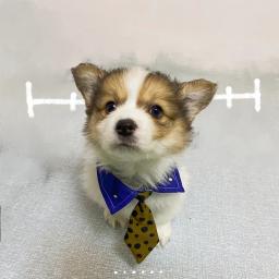 Anime Bow Tie Suprimentos para Pet, gatinho gravata, fantasia Cosplay, tirar foto adereços, Jujutsu Kaisen, Nanami Kento Tema, Acessórios Pet - Image 5