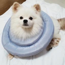 Gato elizabetano colar gato anti-mordida colar para banheiro à prova dwaterproof água filhote de cachorro gato proteção capa suprimentos para animais de estimação - Image 1