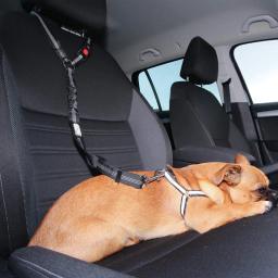 Reflexivo cão de estimação cinto de segurança do carro filhote de cachorro cão andando viagem acessórios do carro coleira do cão arnês para cães pequenos suprimentos do carro do animal de estimação - Image 6