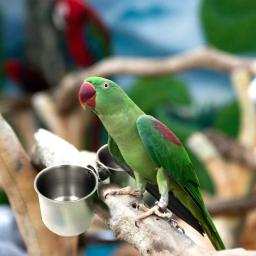 Aço inoxidável Comida e Água Alimentação Bowl com suporte de madeira para Grande Papagaio, Bird Cage Acessório, Pet Shop - Image 4