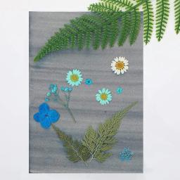 Papel de cyanopara impressão do sol, material tamanho a4, com sensibilidade a impressão de natureza, para crianças e adultos, artesanato, projeto diy - Image 6