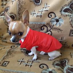 Roupas quentes de inverno para animais de estimação, jaqueta macia, colete para cães pequenos, casaco de gatinho, chihuahua, roupas de buldogue francês - Image 2