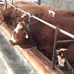 1 pçs colar de cabra de gado cinto de lona burro cavalo vaca ovelhas ferramentas de treinamento forte durável colar belay tie equipamentos veterinários - Image 6