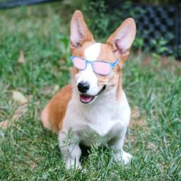 Cool Sun proteção óculos para animais de estimação, cães e gatos óculos, foto tomando suprimentos - Image 4