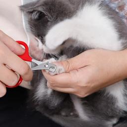 Professional Nail Scissors para Animais de Estimação, Nail Clippers, Toe Claw Trimmer, Grooming Products for Small Puppy Dogs and Cat - Image 2