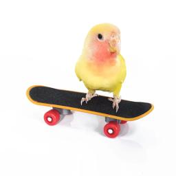 Quebra-cabeça de skate multi-padrão para pequenos animais de estimação, papagaio, hamster, peônia, treinamento pequeno, brinquedos interativos - Image 2