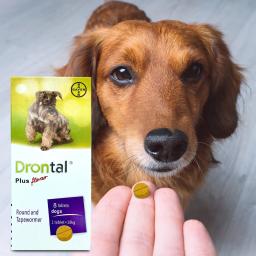 Comprimidos antihelmínticos internos para animais, anthelmínticos nematoides, suprimentos de desparasitação do cão - Image 1